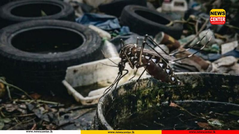 ඩෙංගු රෝගීන් ගණන 77,000 ඉක්මවයි - මරණ 56 දක්වා ඉහළට