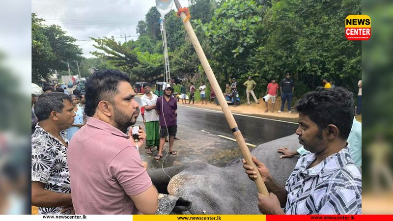 පෙරහැරට රැගෙන යමින් සිටි අලියා අනතුරකට ලක්වෙයි 