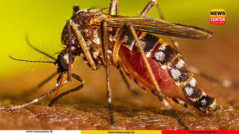 Dengue cases exceed 55,000 in Sri Lanka; death toll rises to 32