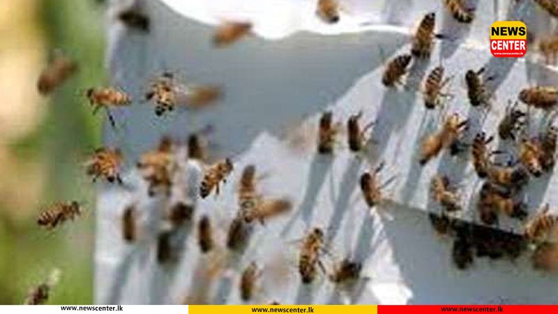 Over 50 students hospitalised following wasp attack at Trincomalee school