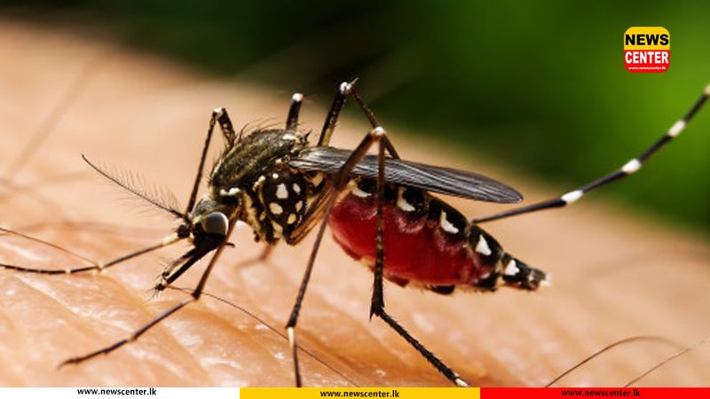Sharp rise in dengue infections in June as total cases in 2026 surpass 46,000