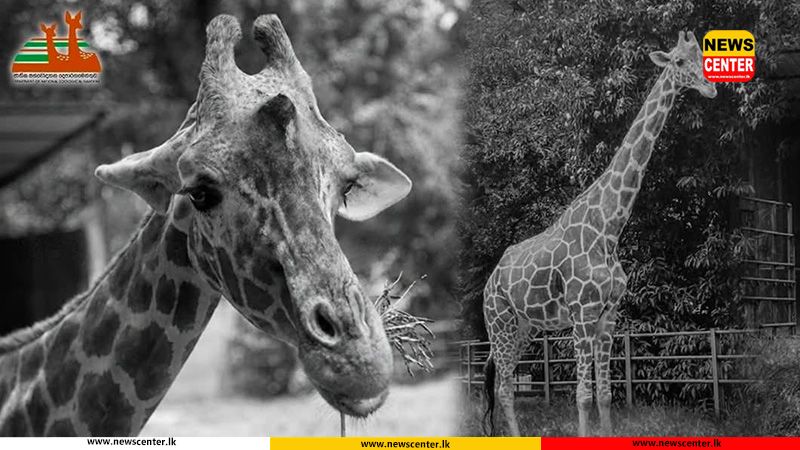 Elderly giraffe dies at Dehiwala Zoo