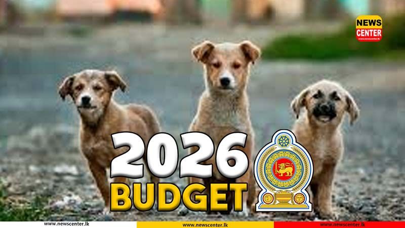 Rs. 100 million from this year's budget for street dogs and pets