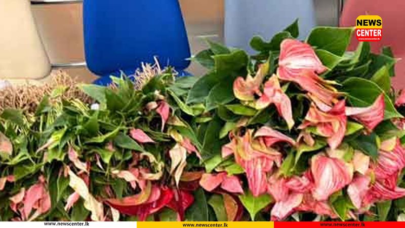 Two women arrested at BIA over attempt to smuggle in 436 Anthurium plants