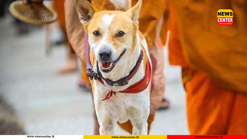 Full medical and safety arrangements for ‘Aloka’ ahead of ‘Walk for Peace’ journey in Sri Lanka: Vet Association