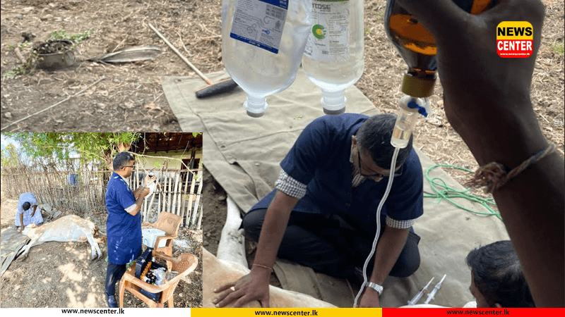  අධික රශ්මියෙන් යාපනයේ ගව‍යින් මිය යෑමේ අවදානමක් -  කිරි නිෂ්පාදනය 65% කින් පහතට