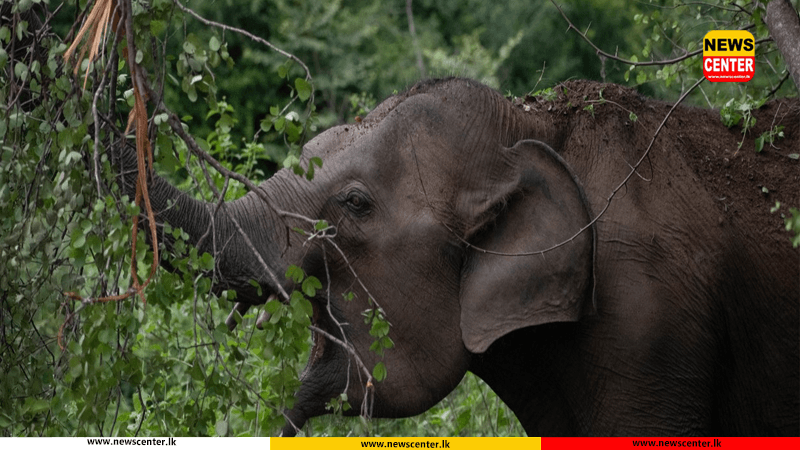   සෙට්ටිකුලමේදි වන අලි ප්‍රහාරයකින් පුද්ගලයෙකු ජීවිතක්ෂයට  