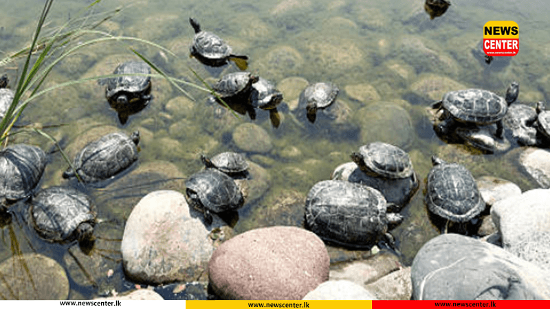  වඳවී යන ගල් ඉබ්බන් සමග දෙදෙනෙකු අත්අඩංගුවට