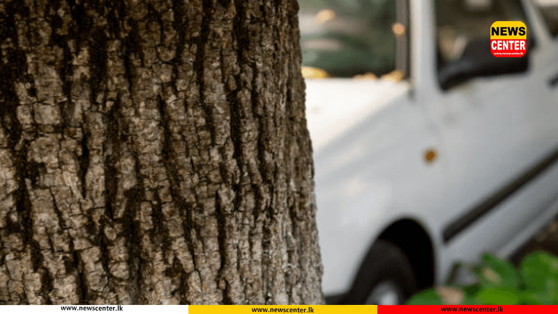  ලන්ඩනයේදි ඉන්දීය හා ලාංකික තිදෙනෙක් කොල්ලයක - පලා යද්දී රථය ගසක හැපි ලාංකිකයා ජීවිතක්ෂයට    