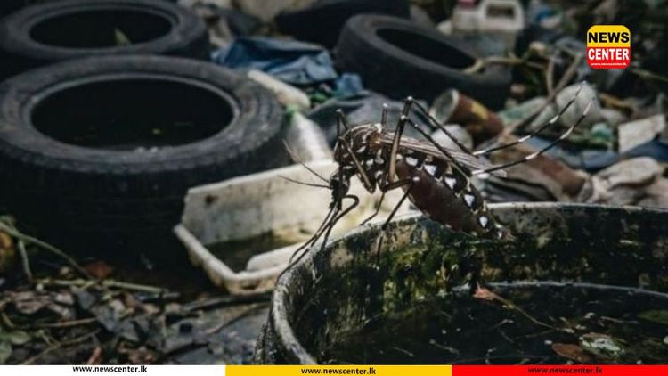 ඩෙංගු රෝගීන් ගණන 77,000 ඉක්මවයි - මරණ 56 දක්වා ඉහළට