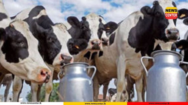 දිට්වා ආපදාවෙන් හානි වූ කිරි ගොවීන් නඟාසිටුවීමට ලෝක බැංකු ආධාර මත කඩිනම් වැඩපිළිවෙළක්