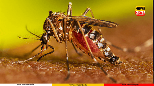  ඩෙංගු රෝගයෙන් මරණ 19ක් – වැඩිම රෝගීන් බස්නාහිර පළාතෙන්